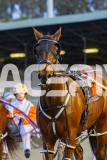 2025_PACEPIX_GP03102025_RACE3_SweetLucifer_WIN_WEB-5