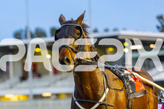 2025_PACEPIX_GP03102025_RACE3_SweetLucifer_WIN_WEB-6