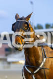 2025_PACEPIX_GP03102025_RACE3_SweetLucifer_WIN_WEB-7