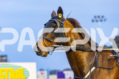 2025_PACEPIX_GP03102025_RACE3_SweetLucifer_WIN_WEB-8