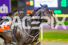 2025_PACEPIX_GP02052025_Race3_TigerRoyal_WIN_WEB-14
