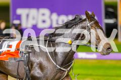 2025_PACEPIX_GP02052025_Race3_TigerRoyal_WIN_WEB-15