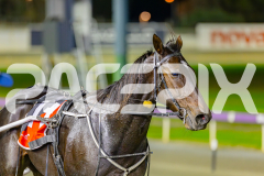 2025_PACEPIX_GP02052025_Race3_TigerRoyal_WIN_WEB-22