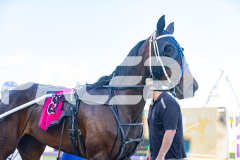 2025_PACEPIX_GP11112025_RACE3_WaveRebellion_WIN_WEB-17