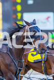2025_PACEPIX_GP11112025_RACE3_WaveRebellion_WIN_WEB-9