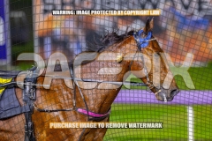 2026_PACEPIX_GP16102026_Race3_WeWalkByFaith_WIN_WEB-16