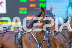 2025_PACEPIX_GP11112025_RACE4_AtlanticGem_WIN_WEB-12