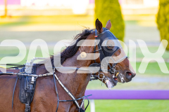 2025_PACEPIX_GP11112025_RACE4_AtlanticGem_WIN_WEB-13