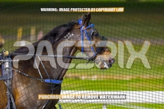 2026_PACEPIX_GP25092026_RACE4_BrickiesDream_WIN_WEB-14