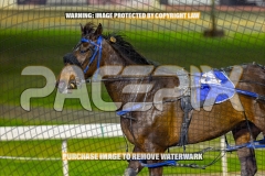 2026_PACEPIX_GP25092026_RACE4_BrickiesDream_WIN_WEB-17