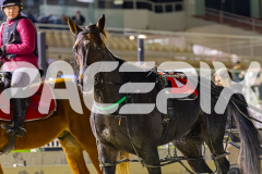 2026_PACEPIX_GP24042026_RACE4_CaptainRavishing_WIN_WEB-27