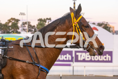 Cherry-On-The-Cake_21-10-2025_WIN_Gloucester-Park_4__11