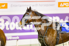2025_PACEPIX_GP25072025_Race4_ChilliPunter_WIN_WEB-13