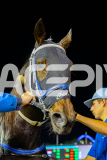 2026_PACEPIX_GP08052026_Race4_CopyCatQueen_WIN_WEB-20