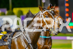 2025_PACEPIX_GP02052025_Race4_CycloneJordy_WIN_WEB-3