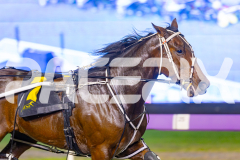 2025_PACEPIX_GP02052025_Race4_CycloneJordy_WIN_WEB-5