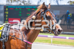 Duke-To-Be_05-11-2025_WIN_Gloucester-Park_4__08