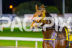 2025_PACEPIX_GP05082025_RACE4_ElMystro_WIN_WEB-11