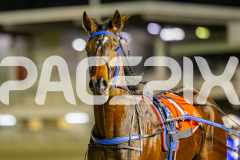 2025_PACEPIX_GP05082025_RACE4_ElMystro_WIN_WEB-3
