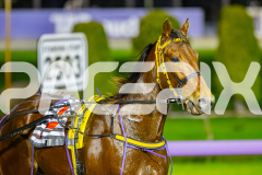 2025_PACEPIX_GP05082025_RACE4_ElMystro_WIN_WEB-8