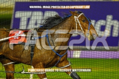 2026_PACEPIX_GP02102026_Race4_FakenIt_WIN_WEB-8