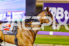 2025_PACEPIX_GP23012026_Race4_FatLouie_WIN_WEB-11