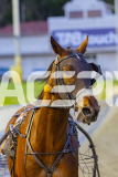 2026_PACEPIX_GP09012026_Race4_FrancoEncore_WIN_WEB-18