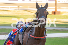 Goodtime-Louis_24-03-2026_WIN_Gloucester-Park_4__10