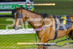 2026_Pacepix_GP23102026_Race4_HarrisonJohn_WIN_WEB-22