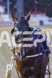 2026_PACEPIX_GP28022026_RACE4_HezTheBoss_WIN_WEB-36