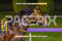 2026_PACEPIX_GP04092026_Race4_IdealBeach_WIN_WEB-20