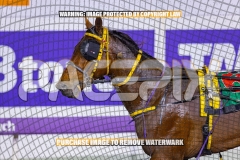 2026_PACEPIX_GP04092026_Race4_IdealBeach_WIN_WEB-27