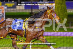 2026_PACEPIX_GP25082026_RACE4_IdealWhisper_WIN_WEB-4