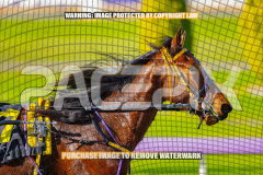 2026_PACEPIX_GP27072026_Race4_IdealWhisper_WIN_WEB-17