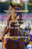 2026_PACEPIX_GP27072026_Race4_IdealWhisper_WIN_WEB-21