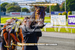2026_PACEPIX_GP27072026_Race4_IdealWhisper_WIN_WEB-24