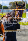 2026_PACEPIX_GP27072026_Race4_IdealWhisper_WIN_WEB-25