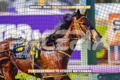 2026_PACEPIX_GP27072026_Race4_IdealWhisper_WIN_WEB-7