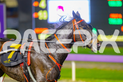 2025_PACEPIX_GP23052025_Race4_LongreachBay_WIN_WEB-12