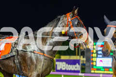 2026_PACEPIX_GP19052026_RACE4_LouLamour_WIN_WEB-18