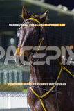 2026_Pacepix_GP31072026_Race4_MagnificentStorm_WIN_WEB-25