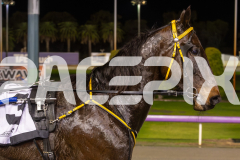 2023_HCC_GP08082025_Race4_Magnificent-Storm_WEB-9