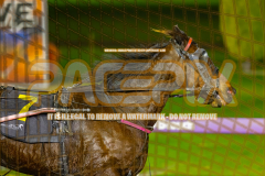 2026_PACEPIX_GP24072026_RACE4_MaximumRock_WIN_WEB-9