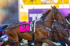 2025_PACEPIX_GP25112025_Race4_MedievalMan_WIN_WEB-9