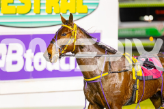 2025_PACEPIX_GP01082025_RACE4_MightyRonaldo_WIN_WEB-26