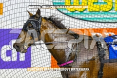 2026_PACEPIX_GP30102026_RACE4_Minstrel_WIN_WEB-29
