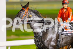 2025_PACEPIX_GP09052025_RACE4_PennyBlack_WIN_WEB-24