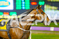 2025_PACEPIX_GP16052025_Race4_Quinton_WIN_WEB-9