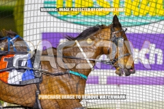 2026_PACEPIX_GP22092026_RACE4_SisterCherie_WIN_WEB-11