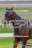 2026_PACEPIX_GP06102026_Race4_SpiritOfSahara_WIN_WEB-11